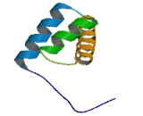 SIX Homeobox Protein 3 (SIX3)