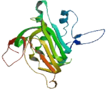 SKI Family Transcriptional Corepressor 2 (SKOR2)