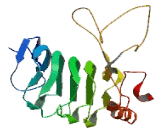 SLIT And NTRK Like Protein 1 (SLITRK1)