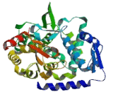 Smad Specific E3 Ubiquitin Protein Ligase 2 (SMURF2)