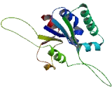 SMG5 Homolog, Nonsense Mediated mRNA Decay Factor (SMG5)