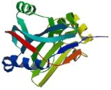 STAM Binding Protein Like Protein 1 (STAMBPL1)