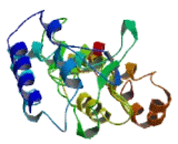 STAT3 Interacting Protein As A Repressor (SIPAR)