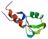 STIP1 Homology And U-Box Containing Protein 1 (STUB1)