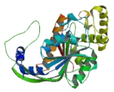 SUMO Activating Enzyme Subunit 1 (SAE1)