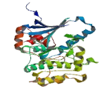 Salt Inducible Kinase 1 (SIK1)