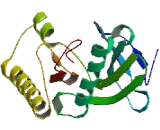 Salt Inducible Kinase 3 (SIK3)