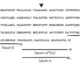 Salusin Alpha (SALa)