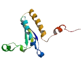 Sam68 Like Mammalian Protein 1 (SLM1)