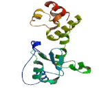 Sarcoglycan Delta (SGCd)