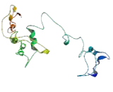 Sarcoglycan Gamma (SGCg)