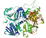 Sarcosine Dehydrogenase (SARDH)