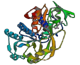 Sarcosine Oxidase (SAO)