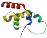 Sarcosynapsin (SRYP)