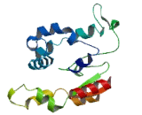 Schlafen Family Member 14 (SLFN14)