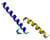 Scleraxis Homolog B (SCXB)