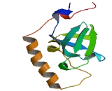 Scm Like With Four Mbt Domains Protein 2 (SFMBT2)