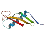 Secreted Phosphoprotein 2 (SPP2)