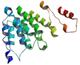 Secretory Carrier Membrane Protein 3 (SCAMP3)