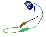 Secretory Carrier Membrane Protein 5 (SCAMP5)