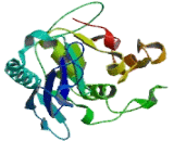 Sedoheptulokinase (SHPK)