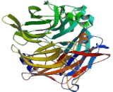 Selenium Binding Protein 1 (SELENBP1)