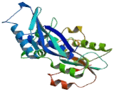 Selenophosphate Synthetase 1 (SEPHS1)