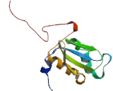 Selenoprotein M (SELM)