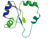 Selenoprotein N1 (SEPN1)