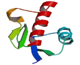 Selenoprotein W1 (SEPW1)