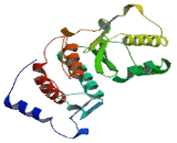 Sentrin Specific Protease 2 (SENP2)