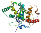 Sentrin Specific Protease 8 (SENP8)