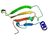 Serine Carboxypeptidase 1 (SCPEP1)