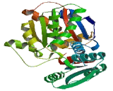 Serine Dehydratase Like Protein (SDSL)