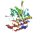 Serine Hydroxymethyltransferase 1, Soluble (SHMT1)