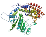 Serine Hydroxymethyltransferase 2, Mitochondrial (SHMT2)