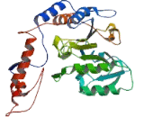 Serine Palmitoyltransferase, Long Chain Base Subunit 1 (SPTLC1)