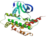 Serine/Threonine Kinase 10 (STK10)