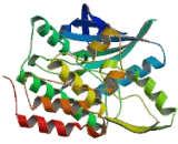 Serine/Threonine Kinase 16 (STK16)