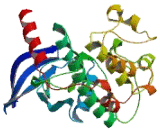 Serine/Threonine Kinase 24 (STK24)