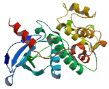 Serine/Threonine Kinase 25 (STK25)