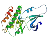 Serine/Threonine Kinase 33 (STK33)