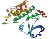 Serine/Threonine Kinase 4 (STK4)