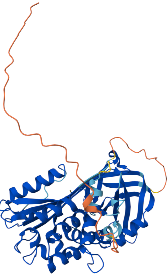 Serine protease inhibitor A3C (Serpin A3C)