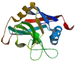 Serologically Defined Colon Cancer Antigen 10 (SDCCAG10)