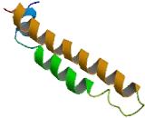 Serum Amyloid A Like Protein 1 (SAAL1)