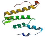 Serum Amyloid A4, Constitutive (SAA4)