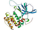 Serum/Glucocorticoid Regulated Kinase 2 (SGK2)