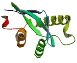 Serum/Glucocorticoid Regulated Kinase 3 (SGK3)