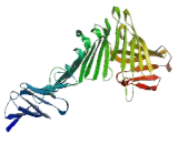 Serum Response Factor Binding Protein 1 (SRFBP1)